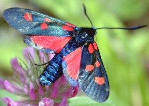 zygaena angelicaeS